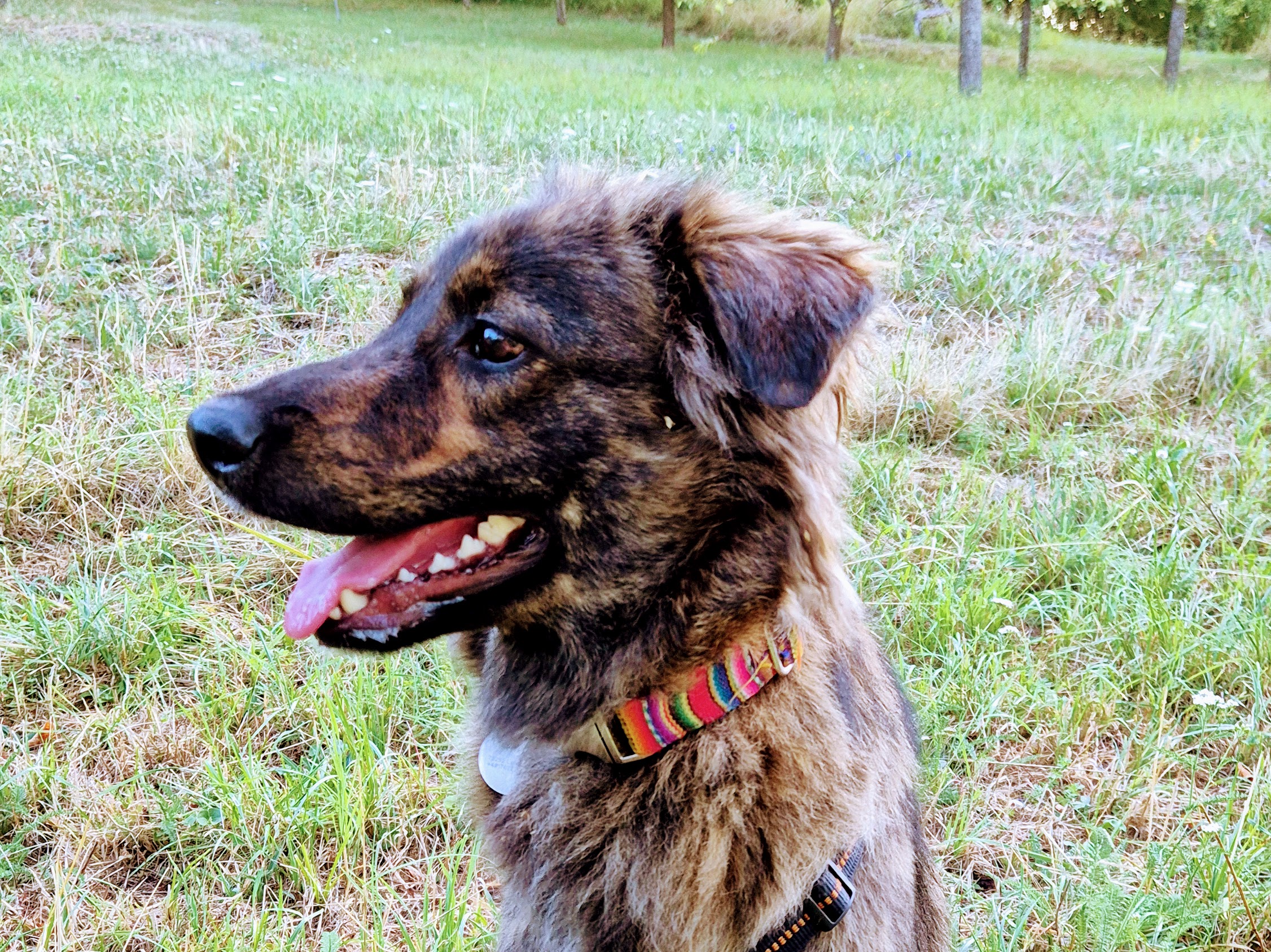 Artenspürhund Socke